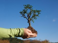 В Краснодаре за 2 месяца высадили 3200 деревьев
