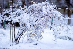 В Ростовской области объявлено экстренное предупреждение по налипанию мокрого снега
