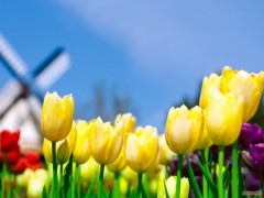 Полмиллиона разноцветных тюльпанов и виол скоро расцветут на краснодарских улицах