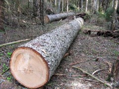 В Чечне за незаконную вырубку леса привлекли к ответственно трех человек