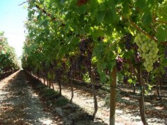 Кубанских фермеров научат выращивать виноград