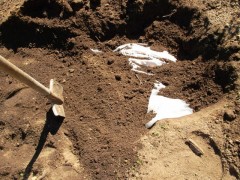 Жительница Темрюка призналась полиции, что закопала в огороде новорожденную дочь