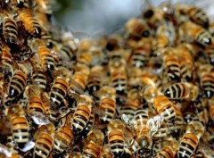 В Орегоне опрокинулся грузовик, перевозивший 500 млн пчел