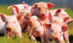 Кубанские свиноводы просят власти установить субсидию на выращенных и реализованных на убой животных