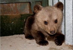 Донские полицейские изъяли у мужчины медвежонка