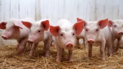 Власти Краснодарского края помогут селянам купить других животных вместо погибших от АЧС свиней