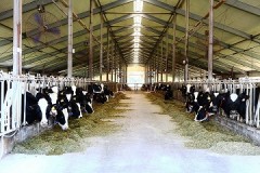 Одна из трех кубанских молочных ферм уже прошла аттестацию на соответствие требованиям Евросоюза