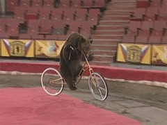 В Татарстане у циркового медведя украли велосипед