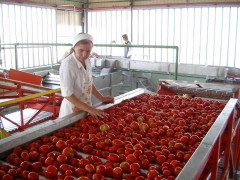Кубанские консервные заводы готовы к переработке овощей