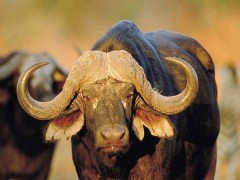 Мясо индийского буйвола под видом говяжьих языков может появиться на прилавках Кубани
