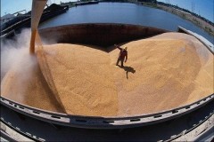 Кубань собрала уже половину урожая пшеницы