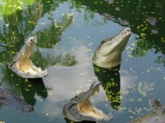Крокодиловая ферма открылась в Геленджике