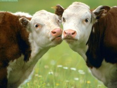 Министр сельского хозяйства Кубани поблагодарил животноводов края за неравнодушие к профессии