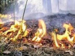 27-29 июля на Дону сохранится чрезвычайная пожароопасность