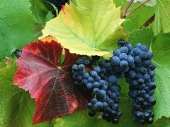 Праздник виноградарства 