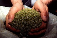 Кореновские наркополицейские обнаружили у жителя Выселковского района более 1 кг марихуаны
