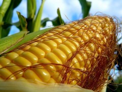 2,5 тонны кукурузы собирался съесть 49-летний житель Кубани
