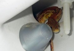 В Москве полутораметровая змея непонятным образом пробралась в ванну сотрудника 