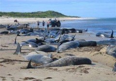 124 дельфина погибли на Восточном побережье США
