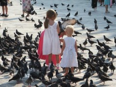 Массовая гибель голубей в Москве вызвана вирусом Ньюкасла, передающимся человеку