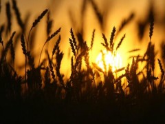 Доля застрахованных посевов в этом году на Кубани вырастет на 18%