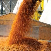 На Кубани планируют собрать больше 11 млн тонн зерна