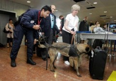 В аэропорту Ниццы забытый багаж стал причиной эвакуации пассажиров