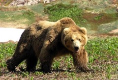 На Кубани сбежавший из зверинца медведь убил сторожа