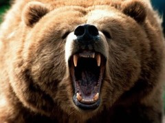 Медведь-людоед загрыз рыбака на Камчатке