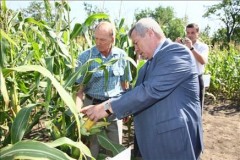 Донской губернатор утвердил госпрограмму развития сельского хозяйства
