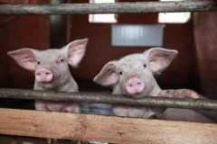 На Кубани появится еще семь семейных животноводческих ферм