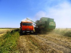 В Краснодарском крае аграрии собрали 813,1 тыс. тонн риса