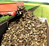 В Краснодарском крае собран небывалый урожай кукурузы, сахарной свеклы и сои