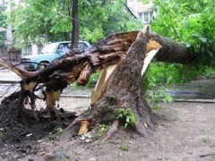 В Сочи стихия повалила более 60 деревьев