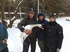 Донские спасатели освободили лебедя из камышового плена