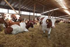На Кубани появится 10 семейных ферм