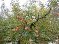 В Геленджике пойман похититель персиков из фруктового сада