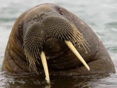 На Чукотке расстреляли 19 моржей для добычи бакулюма