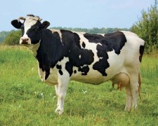 Многодетной семье из Новороссийска подарили корову