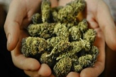 Житель Усть-Лабинска хранил дома 3 килограмма марихуаны