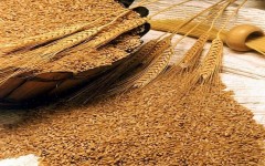 Дворкович: Россия не собирается возвращать экспортную пошлину на пшеницу