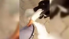 Собака схватила за горло гуся, защищая хозяина (видео)