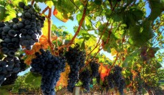 Кубань будет наращивать объемы производства собственного виноматериала