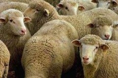 В Благодаренском районе Ставрополья мужчина украл 106 овец