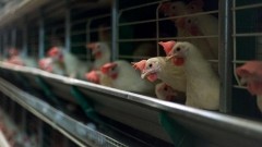 Россельхознадзор хочет запретить ввоз мяса птицы из стран, где зафиксирован птичий грипп