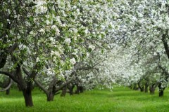 Кубань в 2017 году заложит 1,2 тыс. га садов