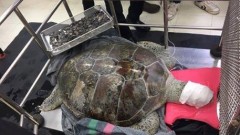 В Таиланде из черепахи при операции извлекли 900 монет