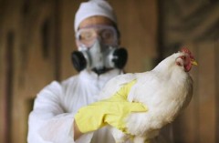 В Октябрьском и Красносулинском районах Дона снят карантин по птичьему гриппу