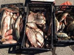 В Темрюкском районе прошел рейд по пресечению незаконной торговли рыбой