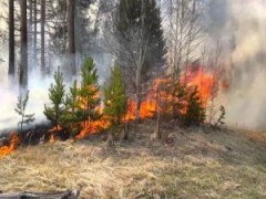В лесах Ростовской области объявлен пожароопасный период